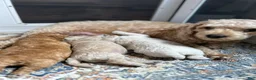 Mixed Breed dogs for sale:  1 - Ad 2