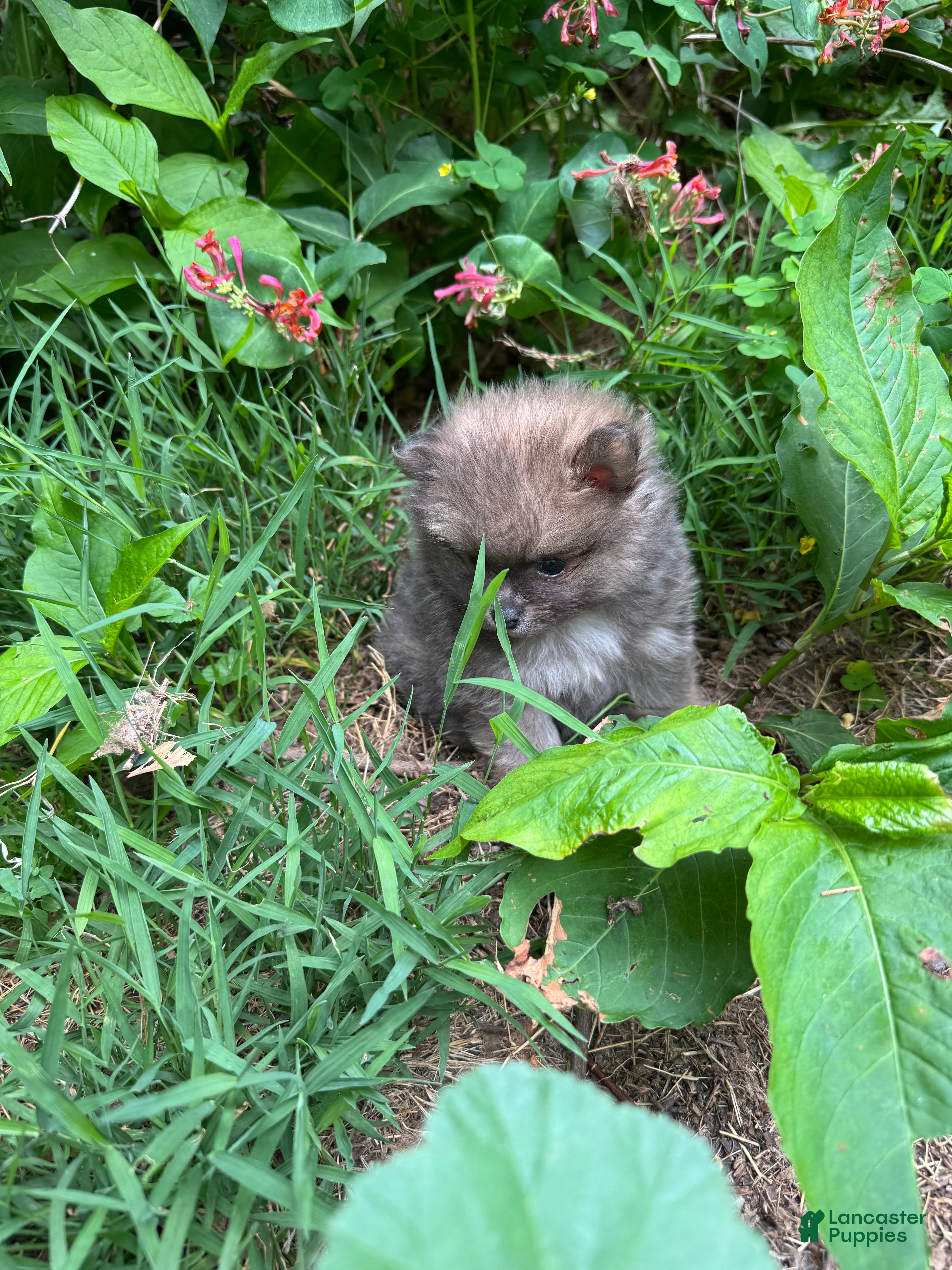 Pomeranian dogs Tiny Blue Sable boy 6wks - Ad 2