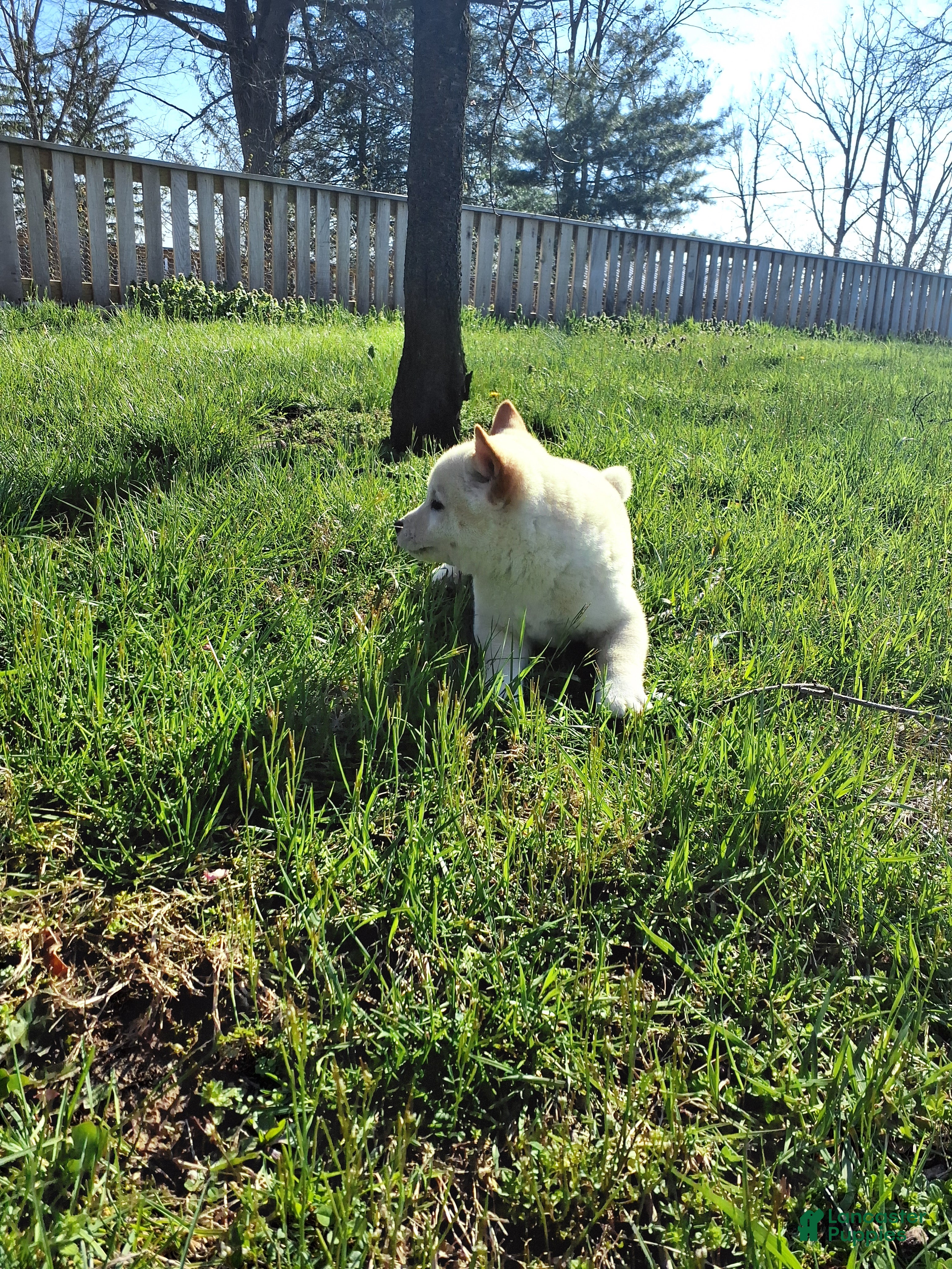 Shiba Inu dogs Rio - Ad 2