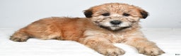 Soft Coated Wheaten Terrier dogs for sale: Angel - Ad 4