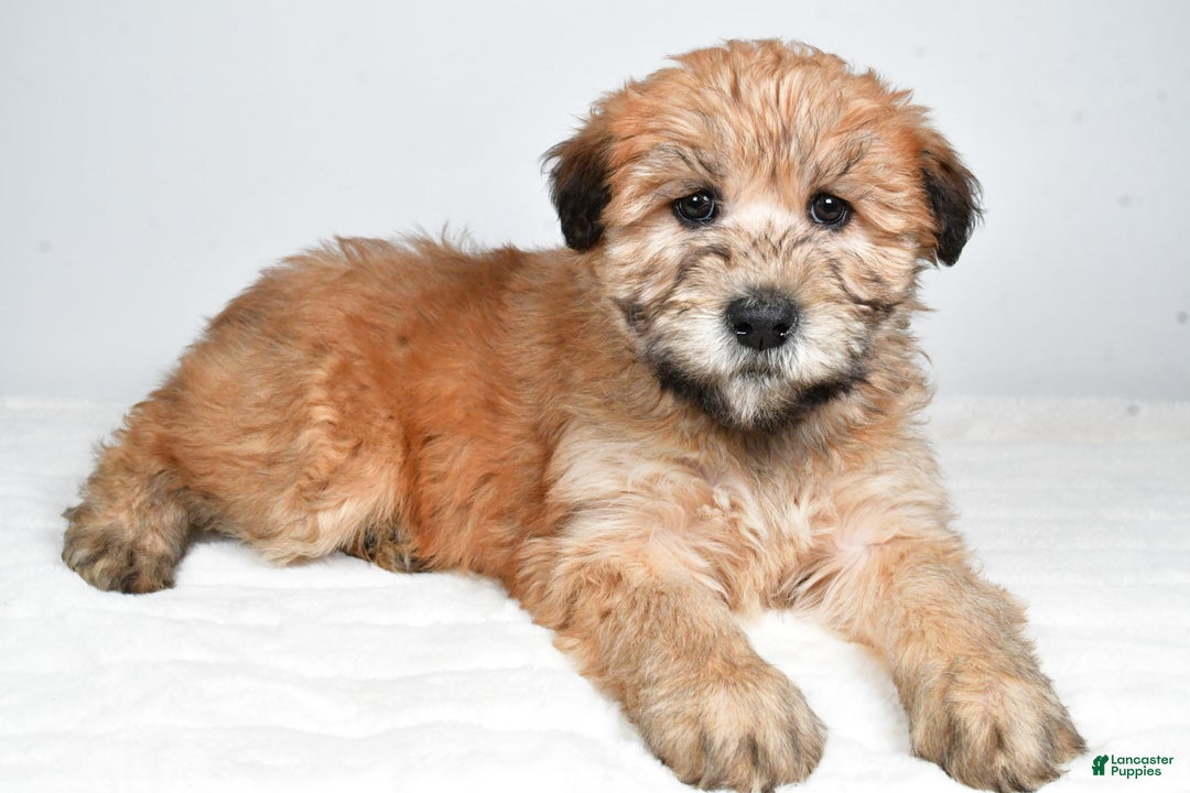 Soft Coated Wheaten Terrier dogs for sale: Angel - Ad 4