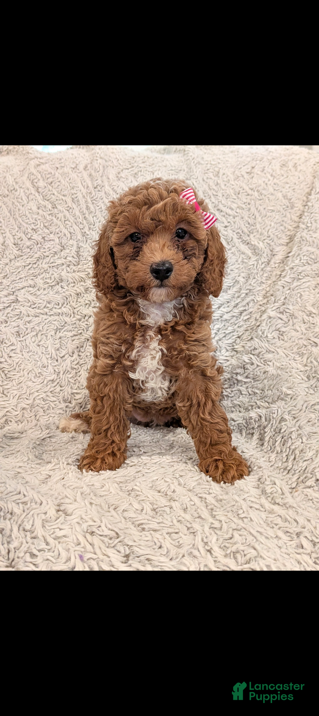 Miniature Poodle dogs for sale: Quinn - Ad 1