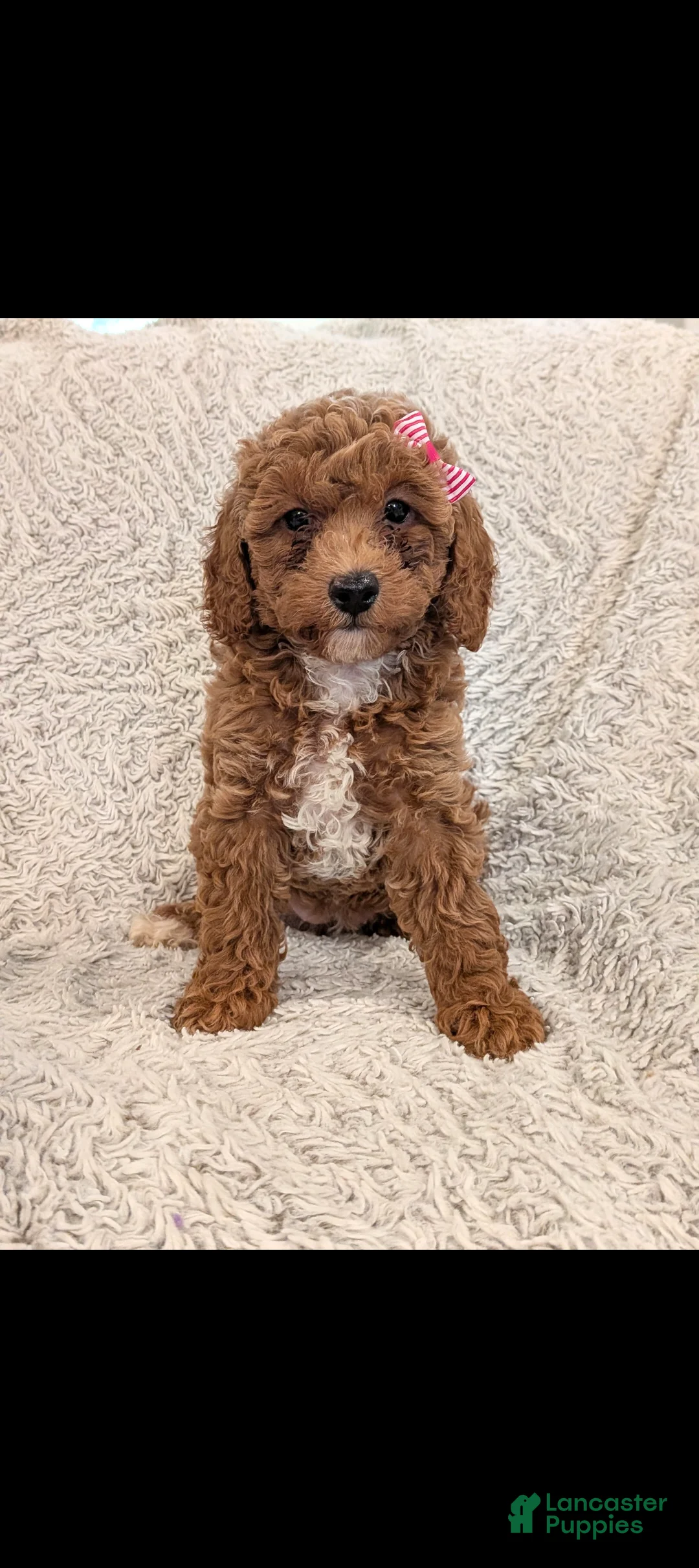 Miniature Poodle dogs for sale: Quinn - Ad 1