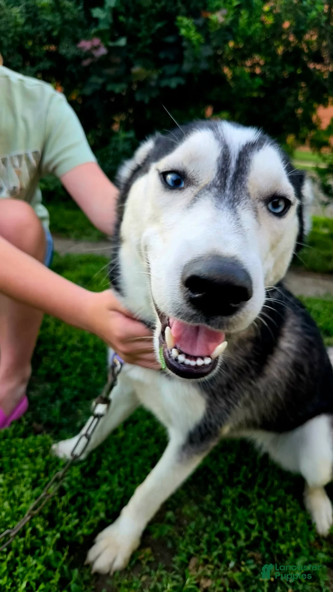 Siberian Husky dogs for sale: Ruby - Ad 2