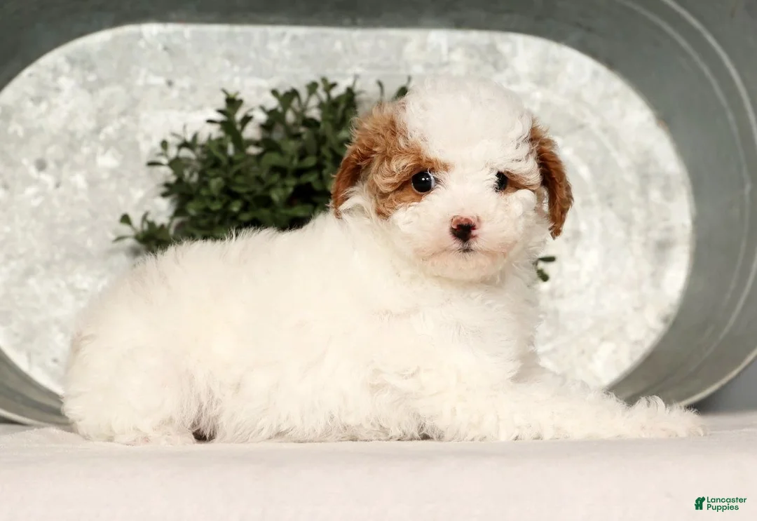 Toy Poodle dogs for sale: Misty - Ad 7