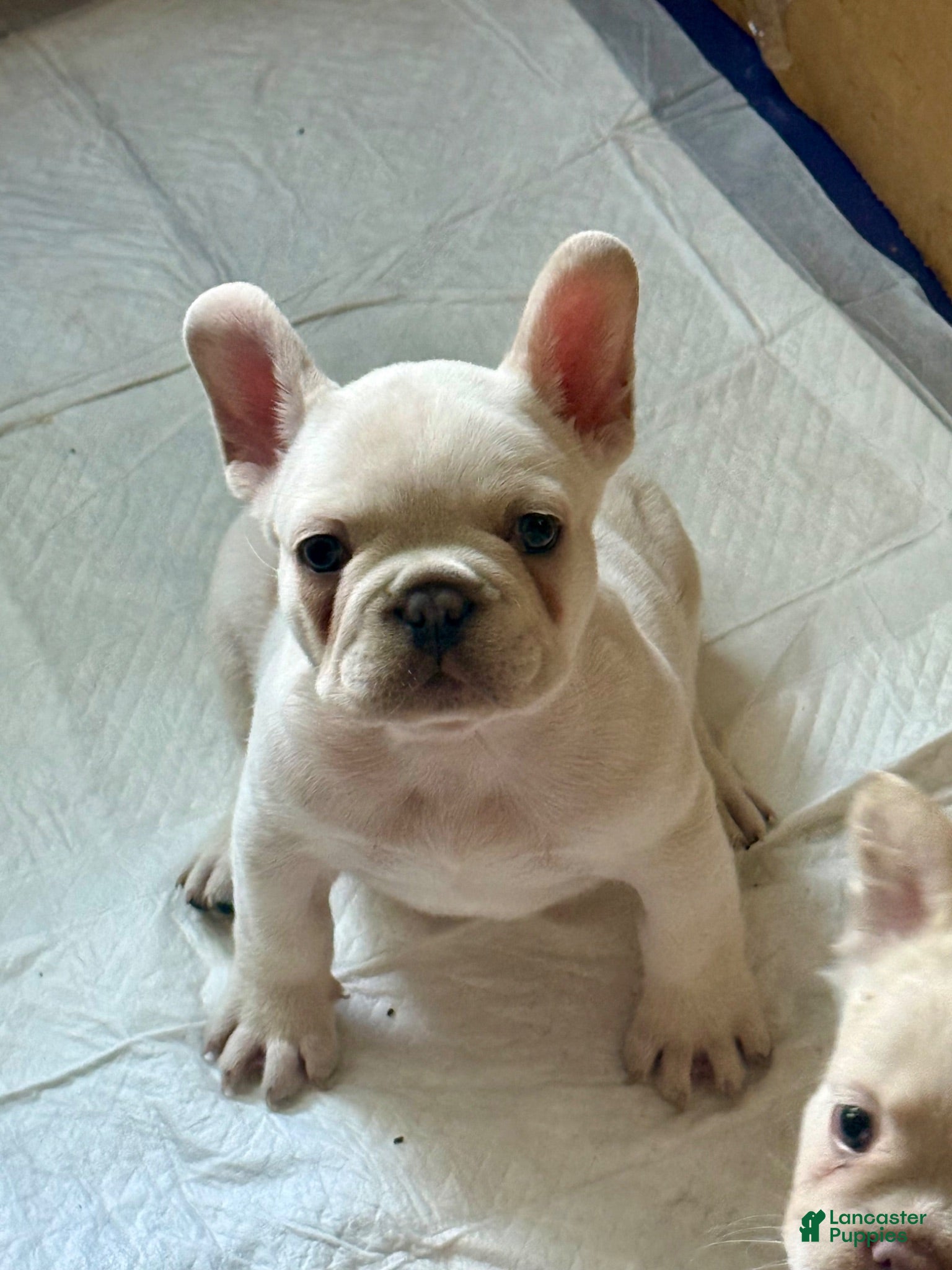 French Bulldog dogs French Bulldog 1 - Ad 2