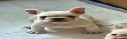 French Bulldog dogs for sale: French Bulldog 1 - Ad 2