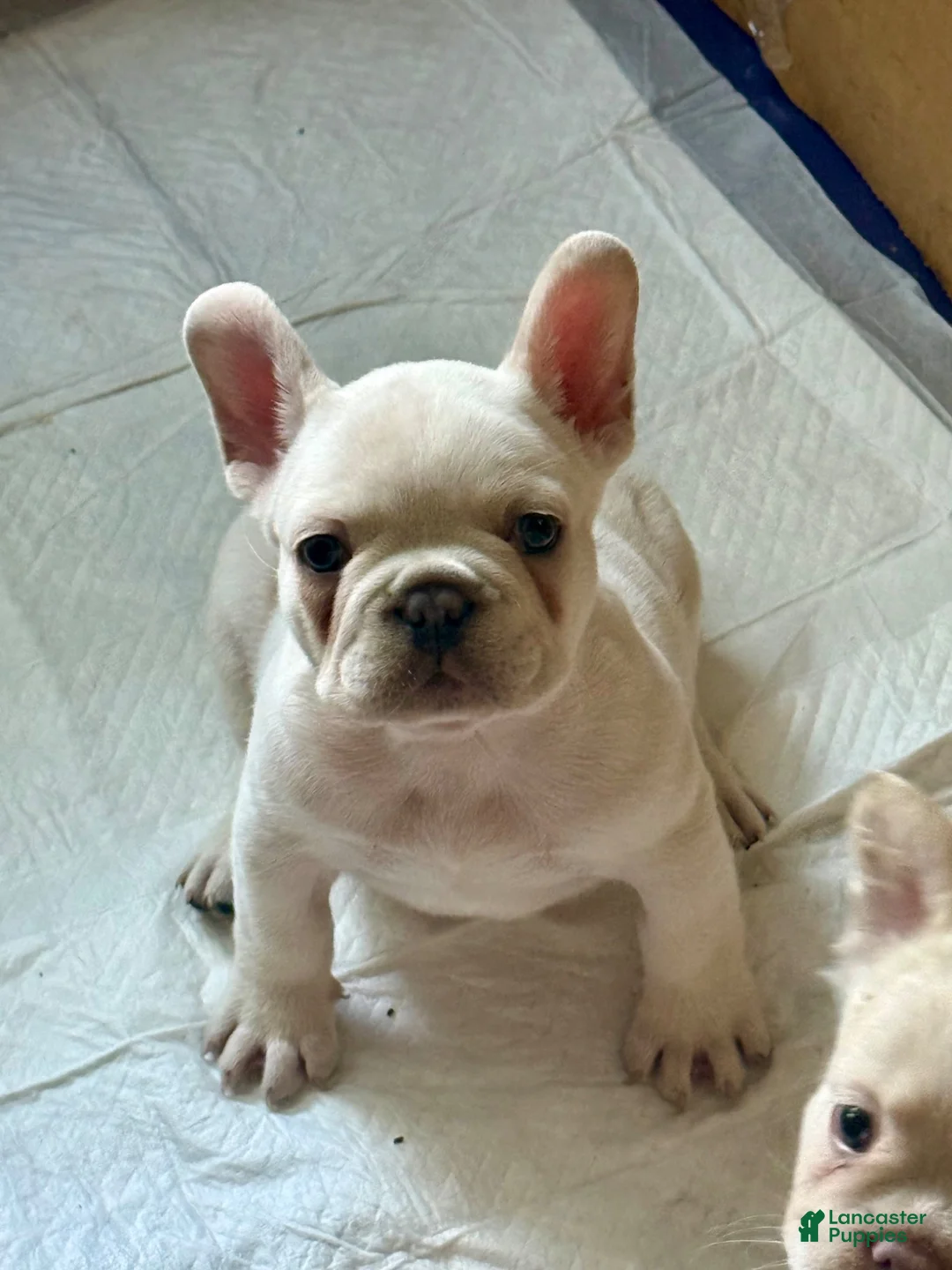 French Bulldog dogs for sale: French Bulldog 1 - Ad 2
