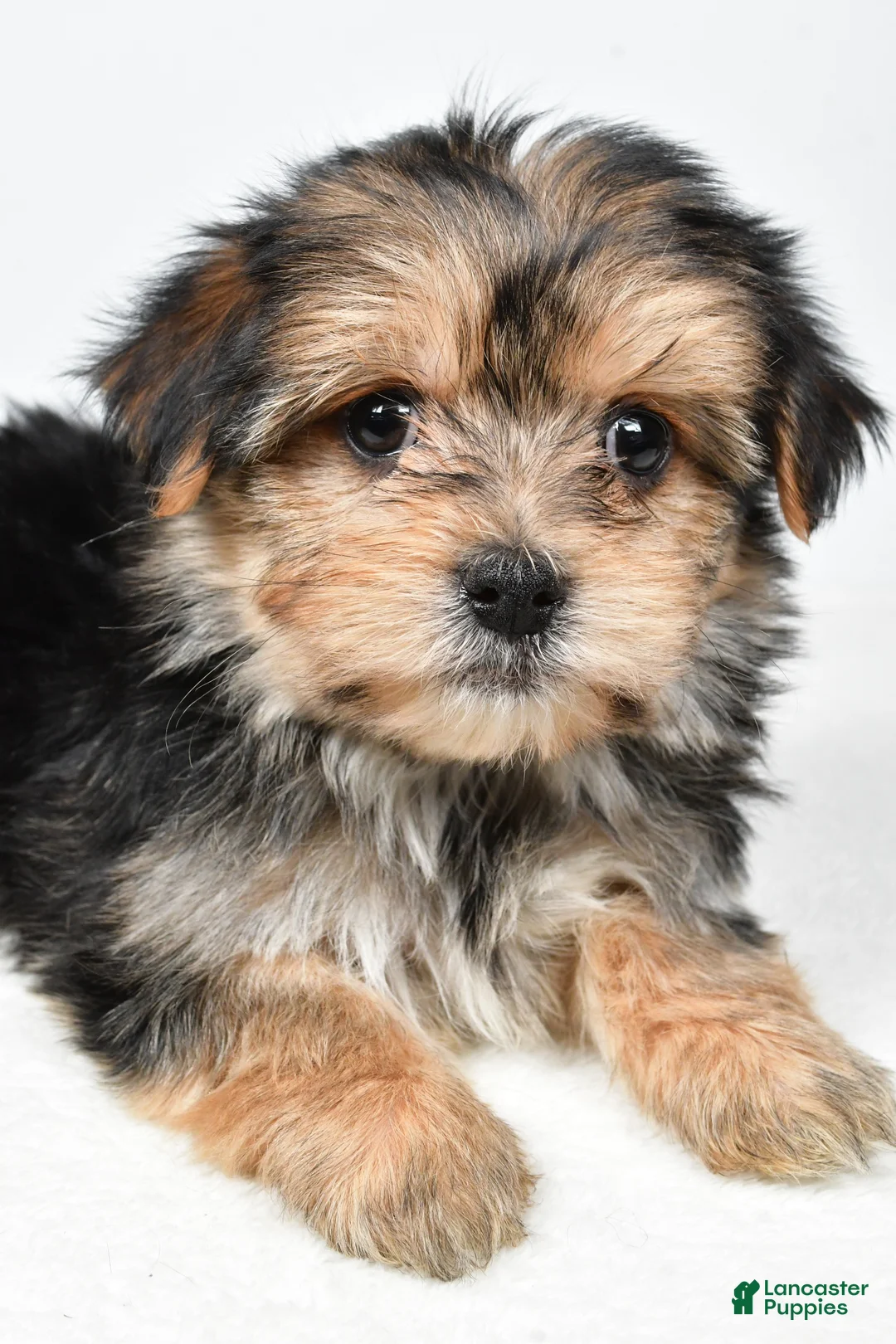 Morkie dogs for sale: Roxy - Ad 5