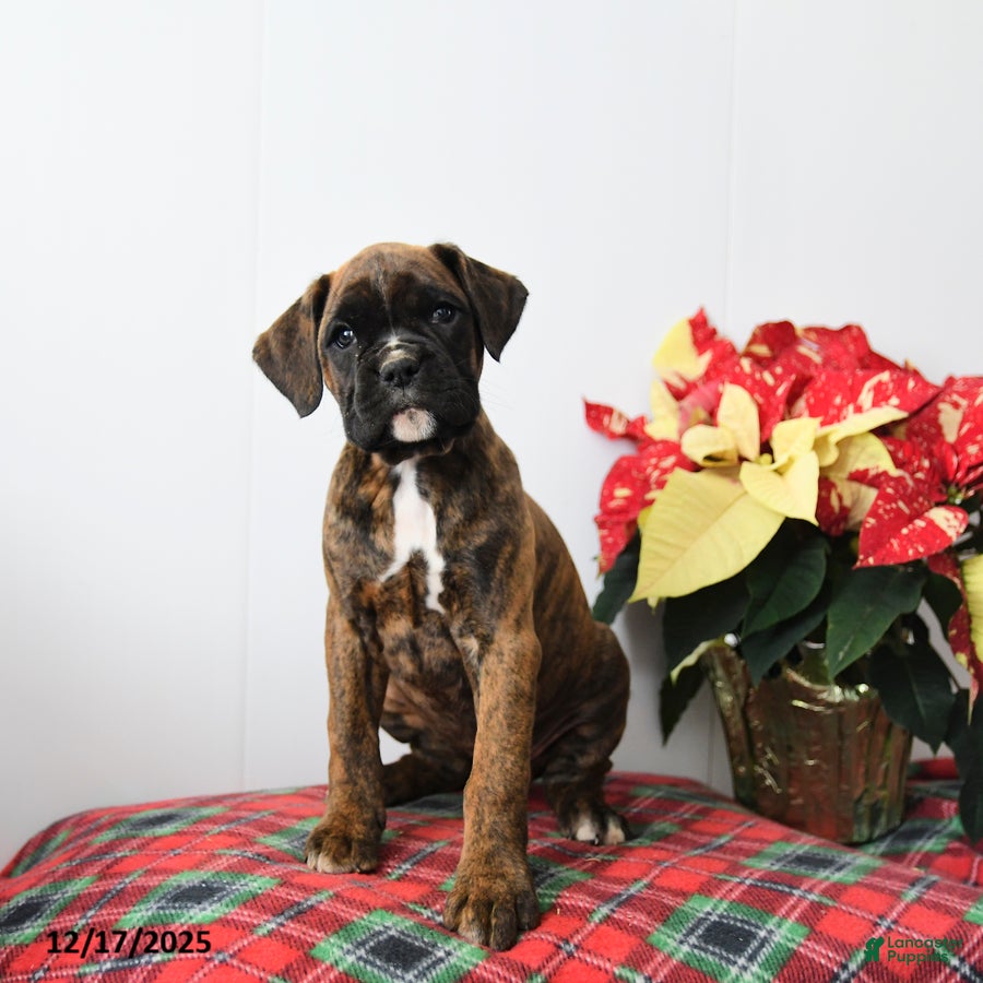 Boxer dogs Bailey - Ad 38