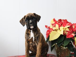 Boxer dogs Bailey - Ad 16