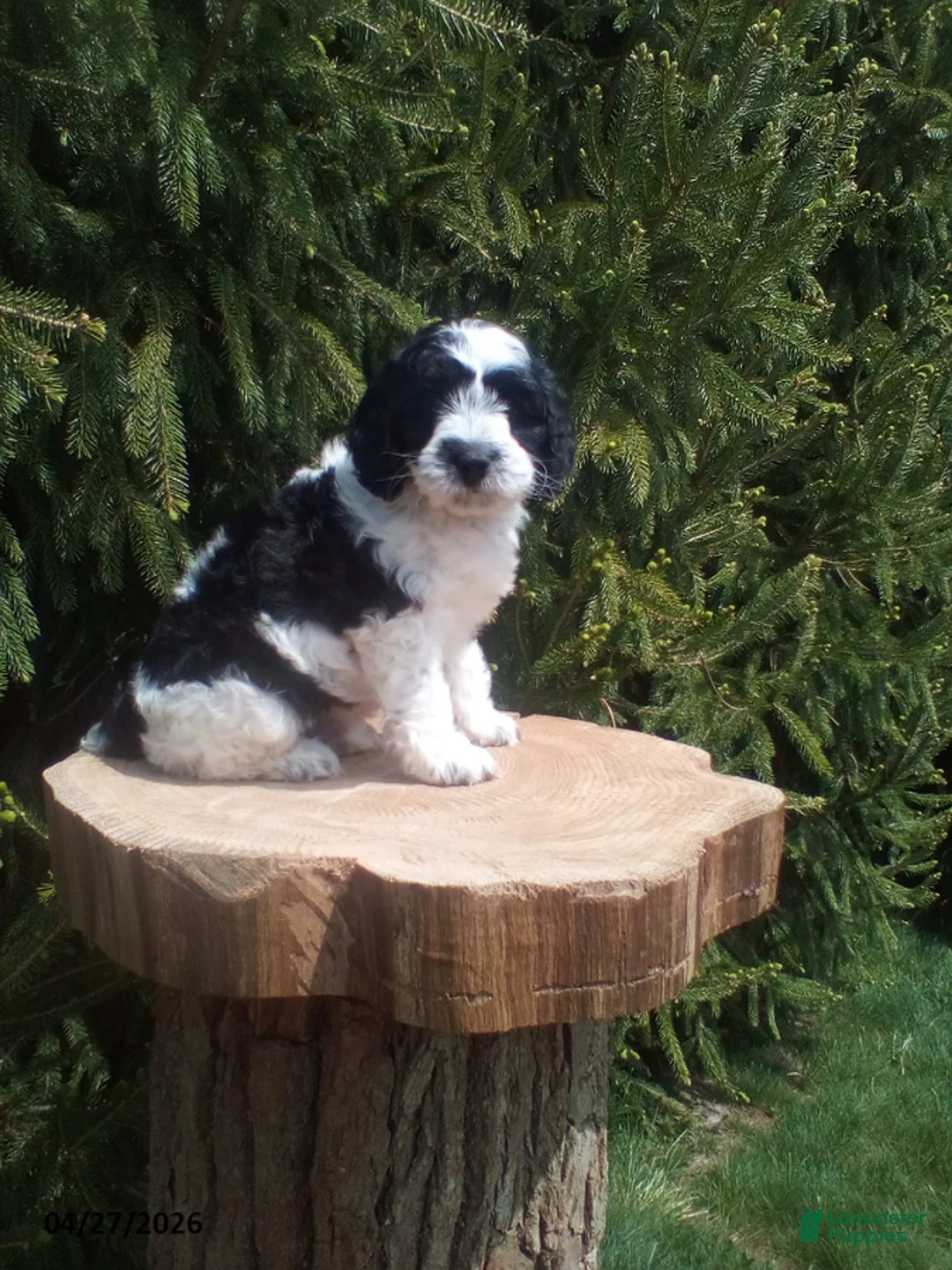 Cockapoo dogs for sale: Mac - Ad 2