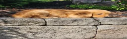 Golden Retriever dogs for sale: Chase - Ad 5