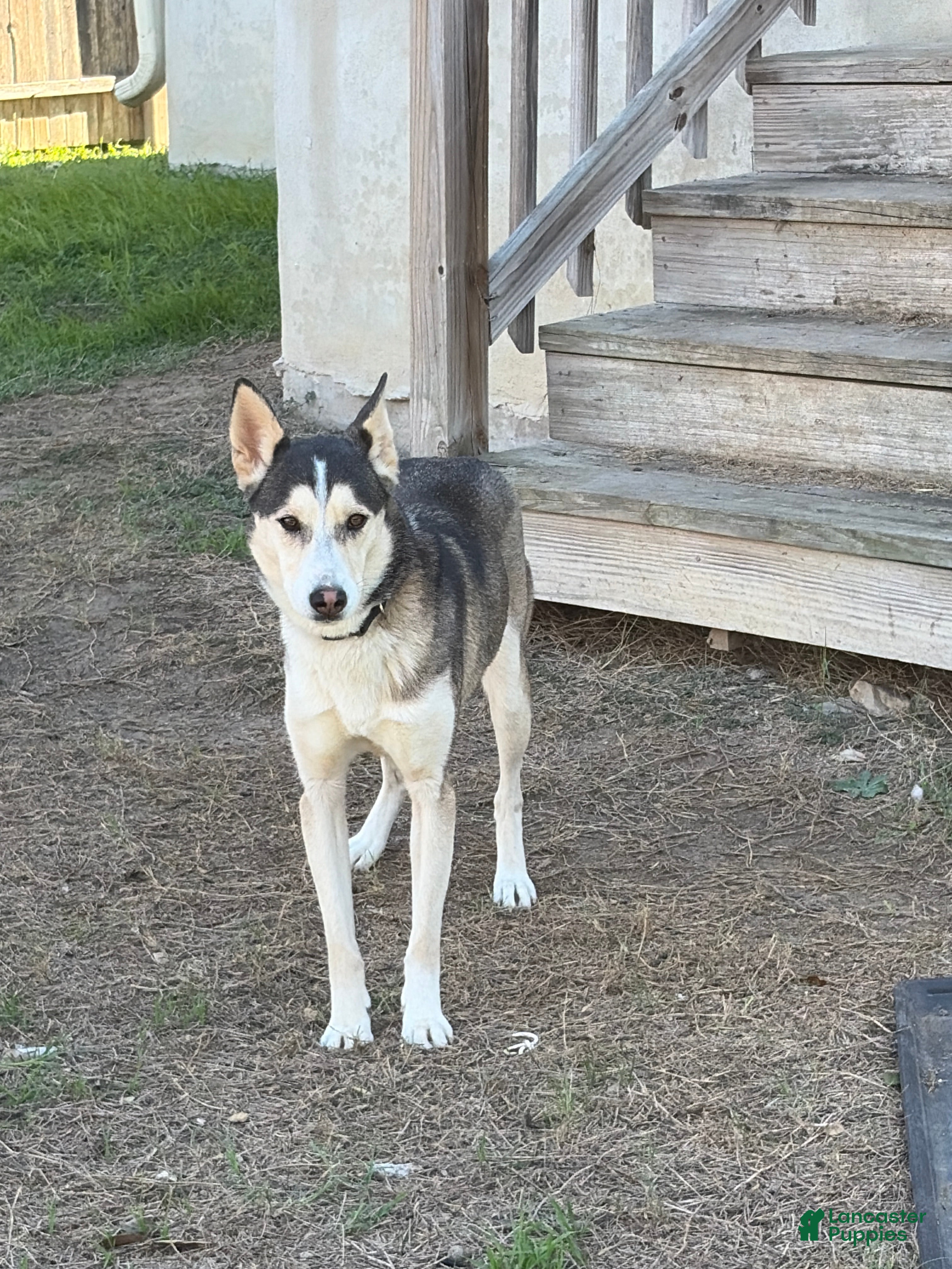 Mixed Breed dogs Mixed Breed Puppy 1 - Ad 26