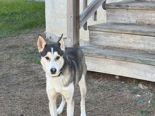 Mixed Breed dogs Mixed Breed Puppy 1 - Ad 26