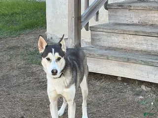 Mixed Breed dogs Mixed Breed Puppy 1 - Ad 3