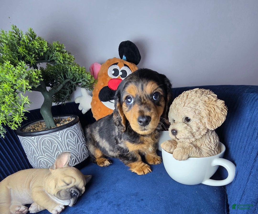 Miniature Dachshund dogs for sale: Miniature Dachshund estrella - Ad 8