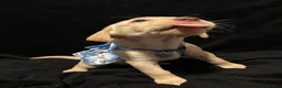Labrador Retriever dogs for sale: Poppy (purple)  - Ad 3