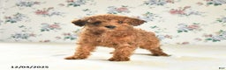 Miniature Poodle dogs for sale: Joy - Ad 1