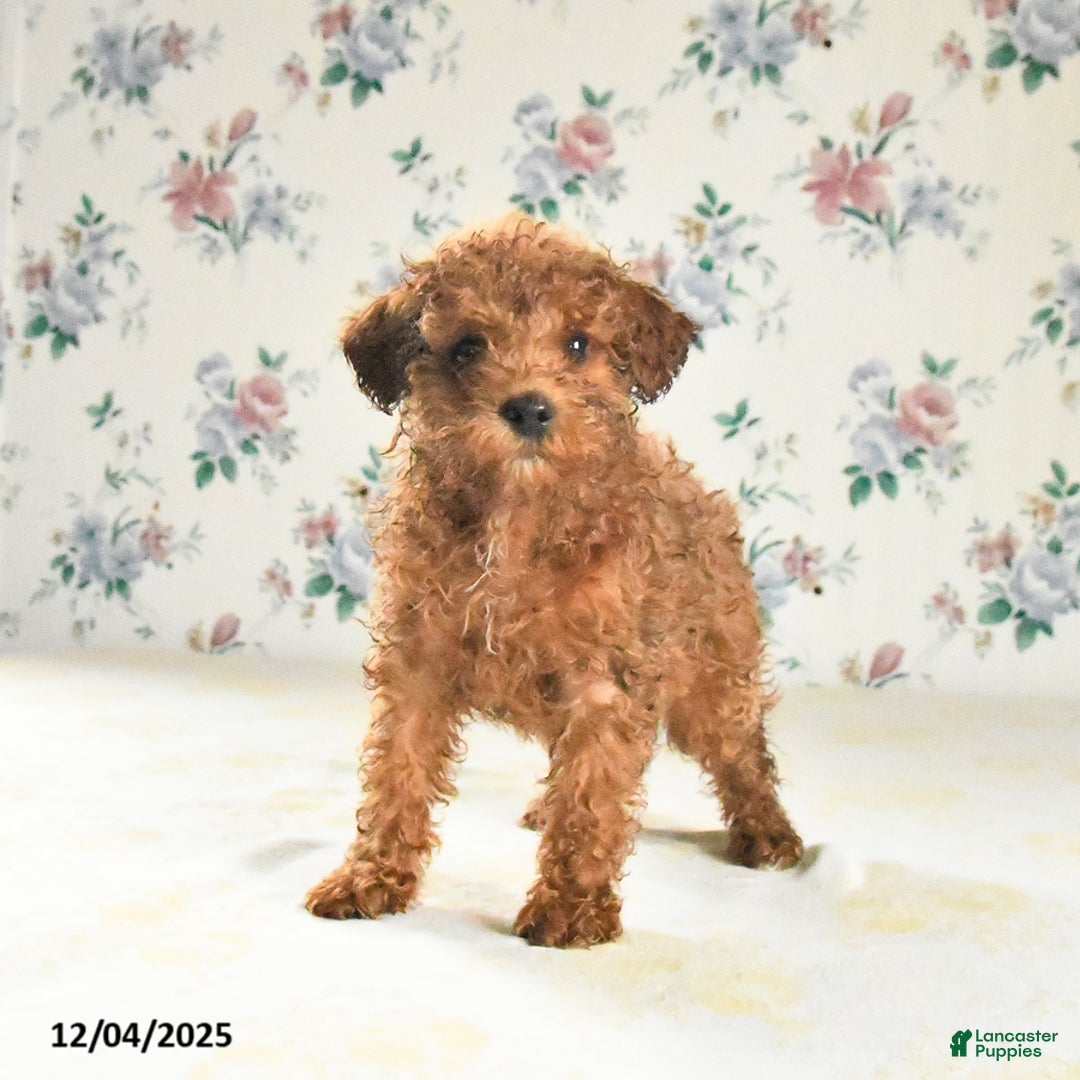 Miniature Poodle dogs for sale: Joy - Ad 1