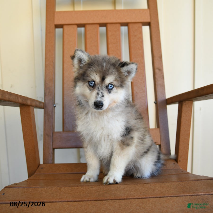 Pomsky dogs Zorro - Ad 2