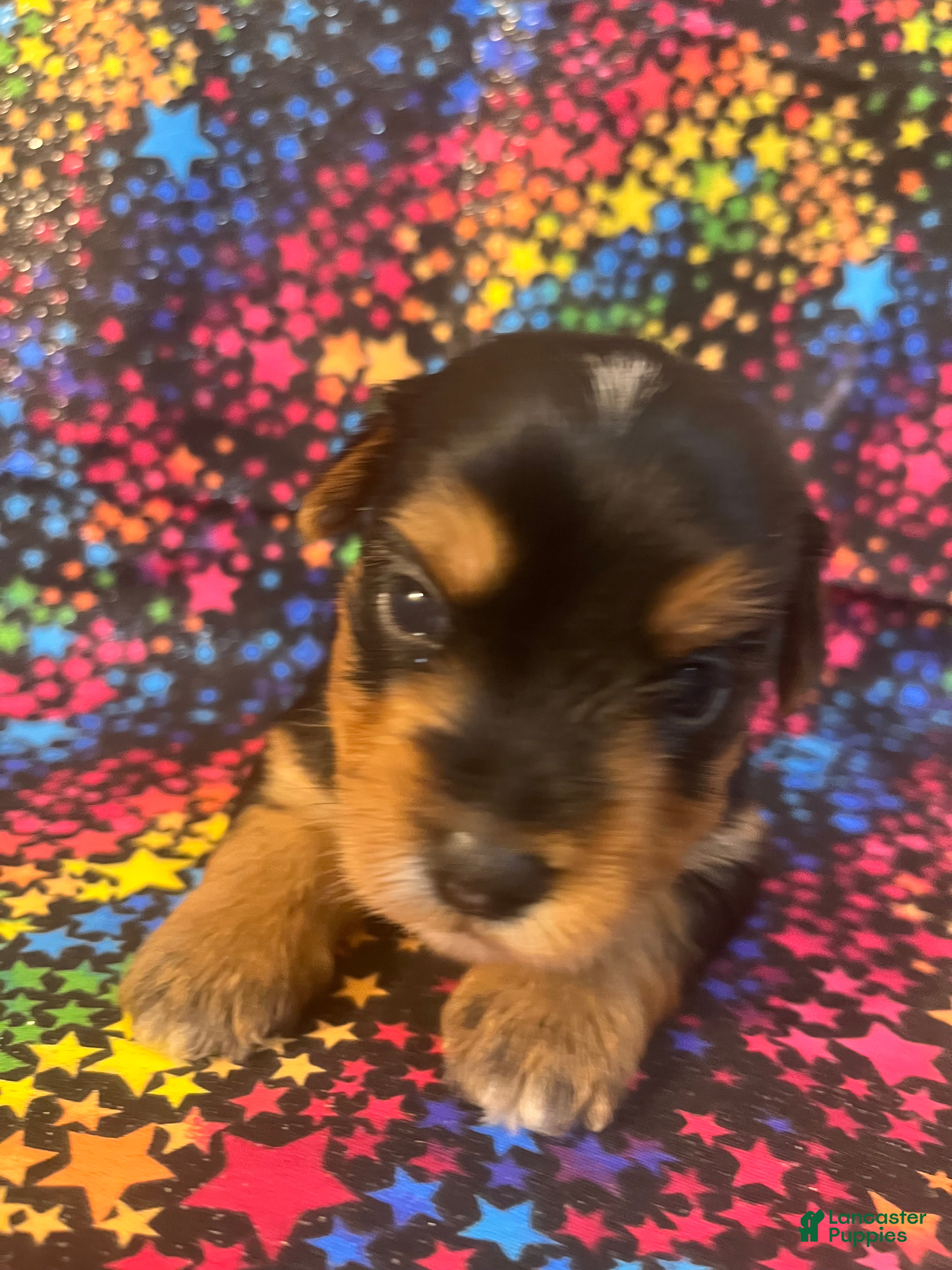 Yorkshire Terrier dogs for sale: Yorkshire Terrier 4 girl  - Ad 4