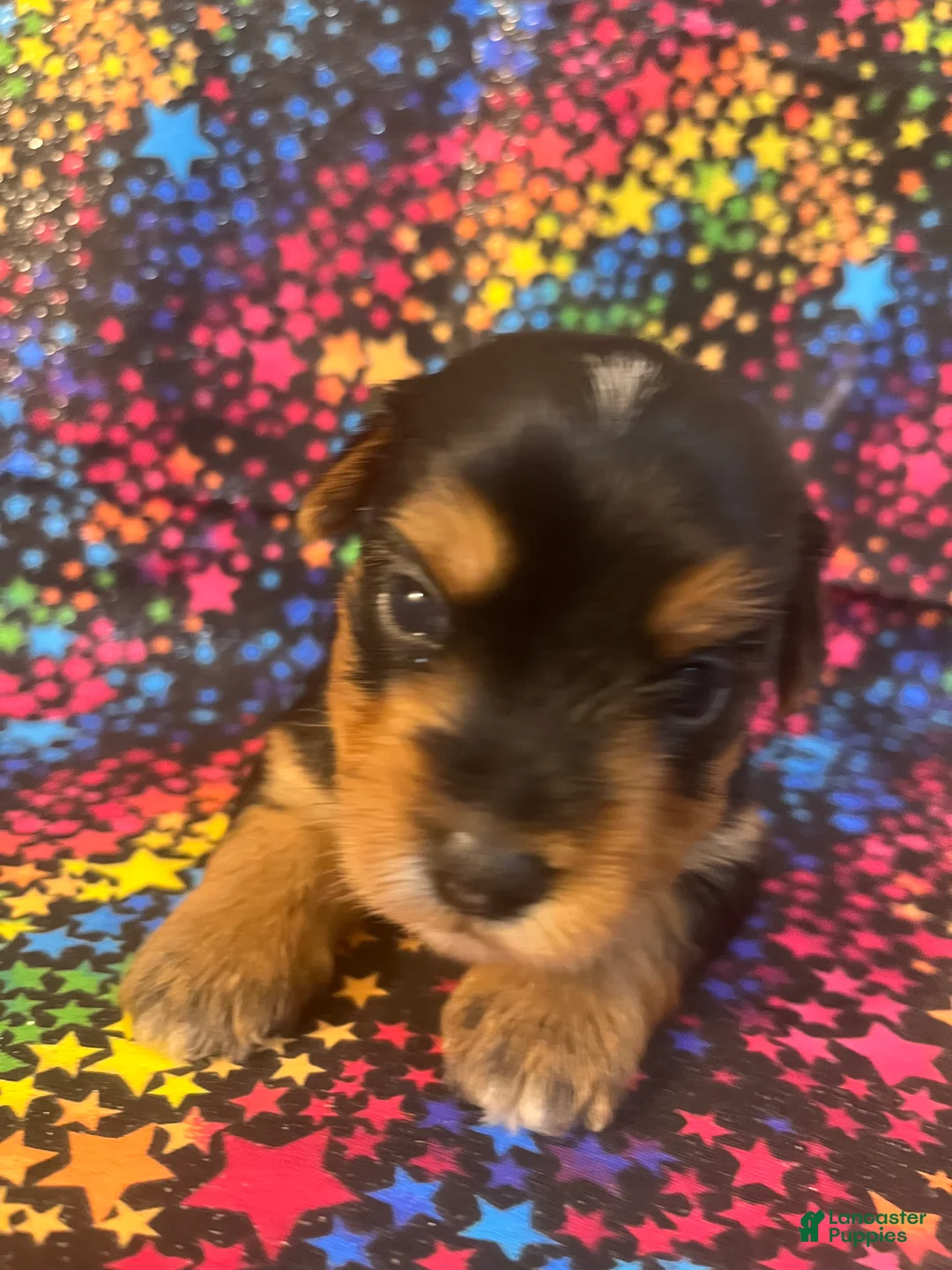 Yorkshire Terrier dogs for sale: Yorkshire Terrier 4 girl  - Ad 1