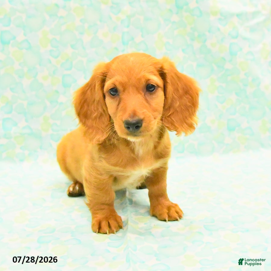 Dachshund dogs Coco  - Ad 2