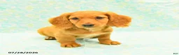 Dachshund dogs for sale: Coco  - Ad 2