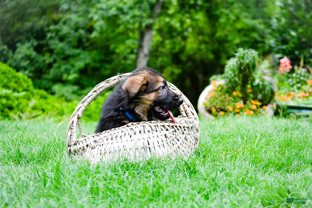 German Shepherd dogs for sale: German Shepherd Puppy 7 - Ad 2