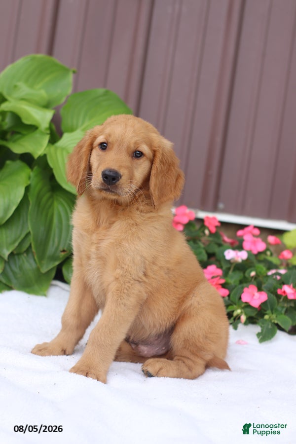Golden Retriever dogs Tom - Ad 1