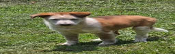 Mixed Breed dogs for sale: Skully - Ad 3