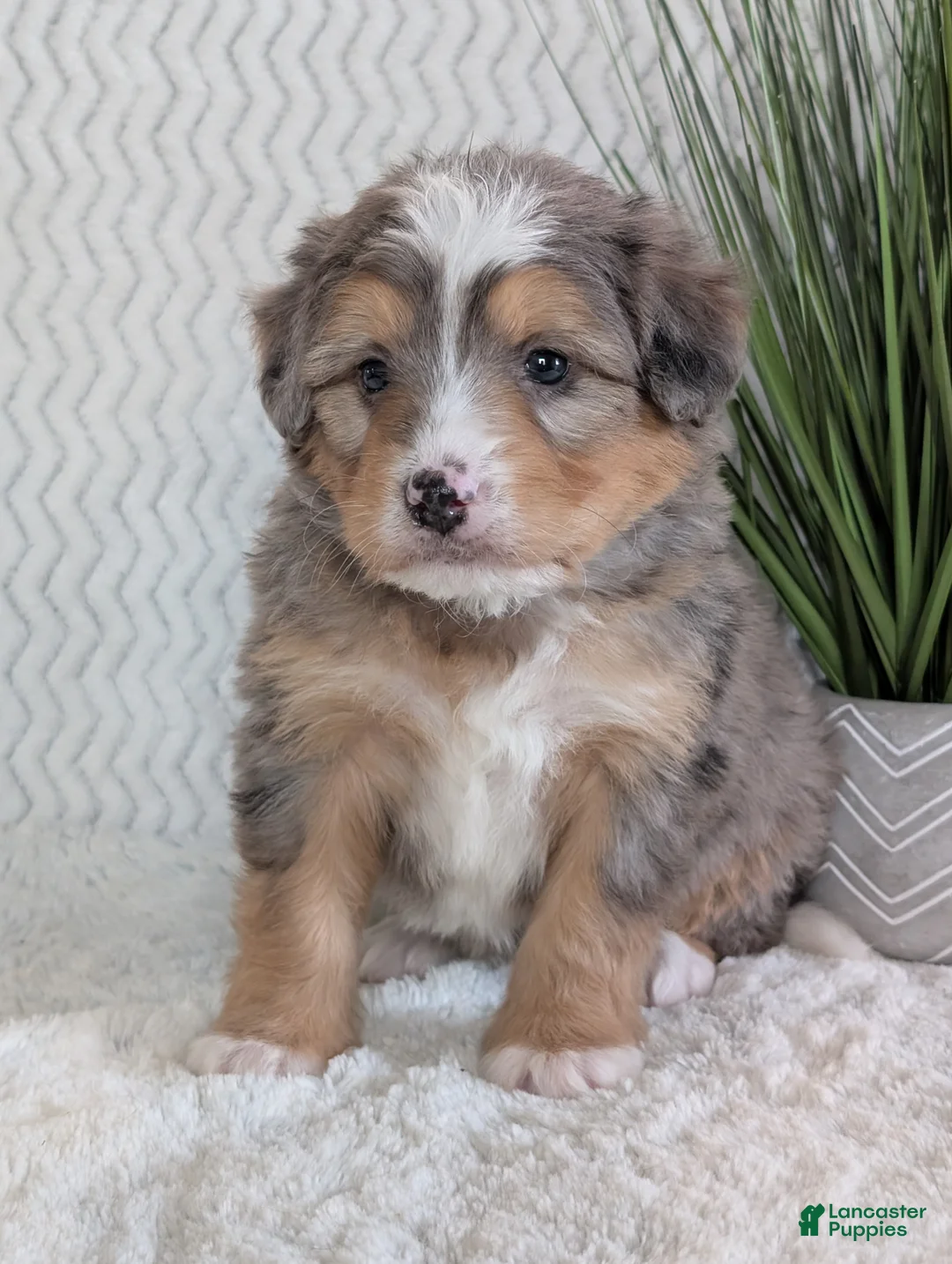 Mini Bernedoodle dogs for sale: Mini Dusty  - Ad 10