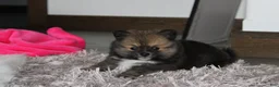 Pomeranian dogs for sale: Bailey  - Ad 6