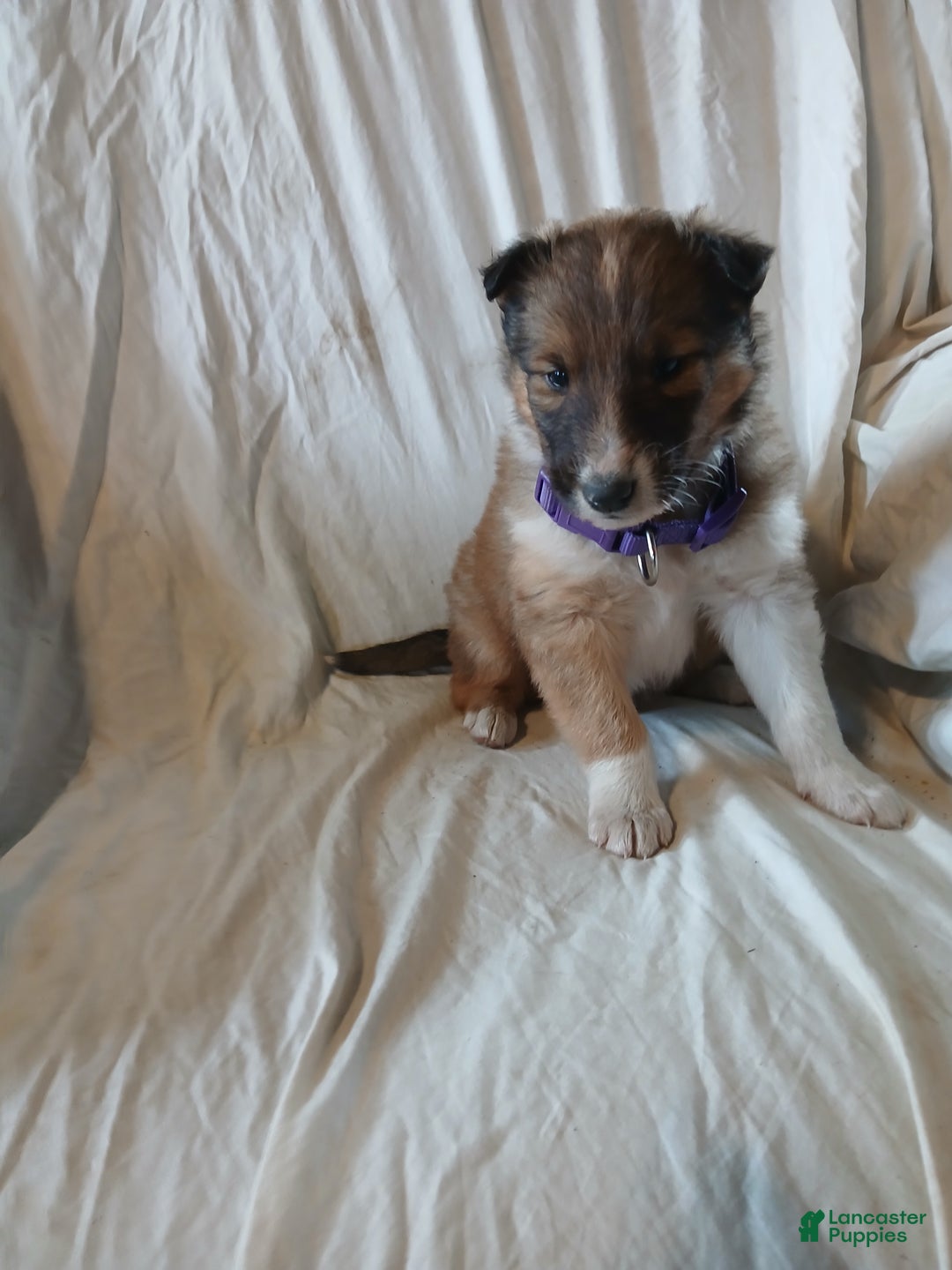 Collie dogs for sale: Rocky - Ad 2