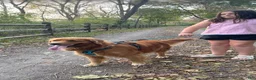 Golden Retriever dogs for sale: Golden Retriever Puppy 6 - Ad 5