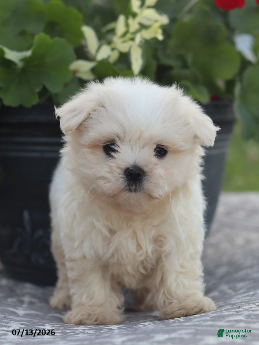 Maltese dogs for sale: Ann - Ad 1