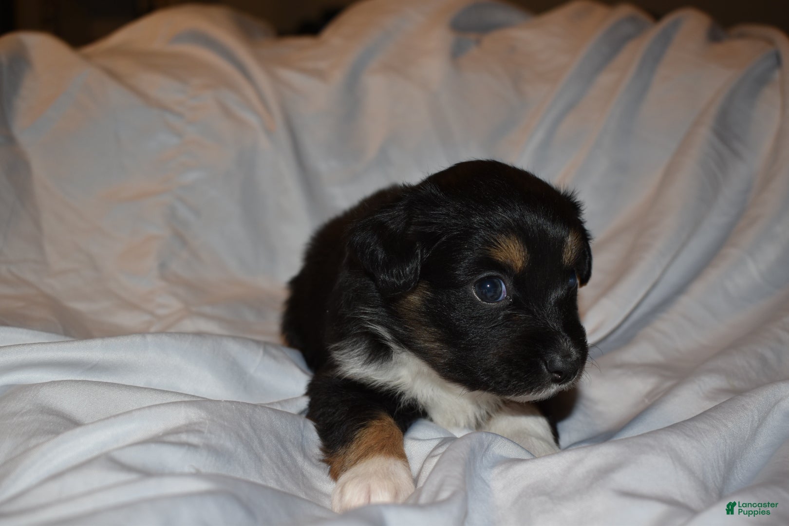 Miniature Australian Shepherd dogs Female - Feyre - Ad 16