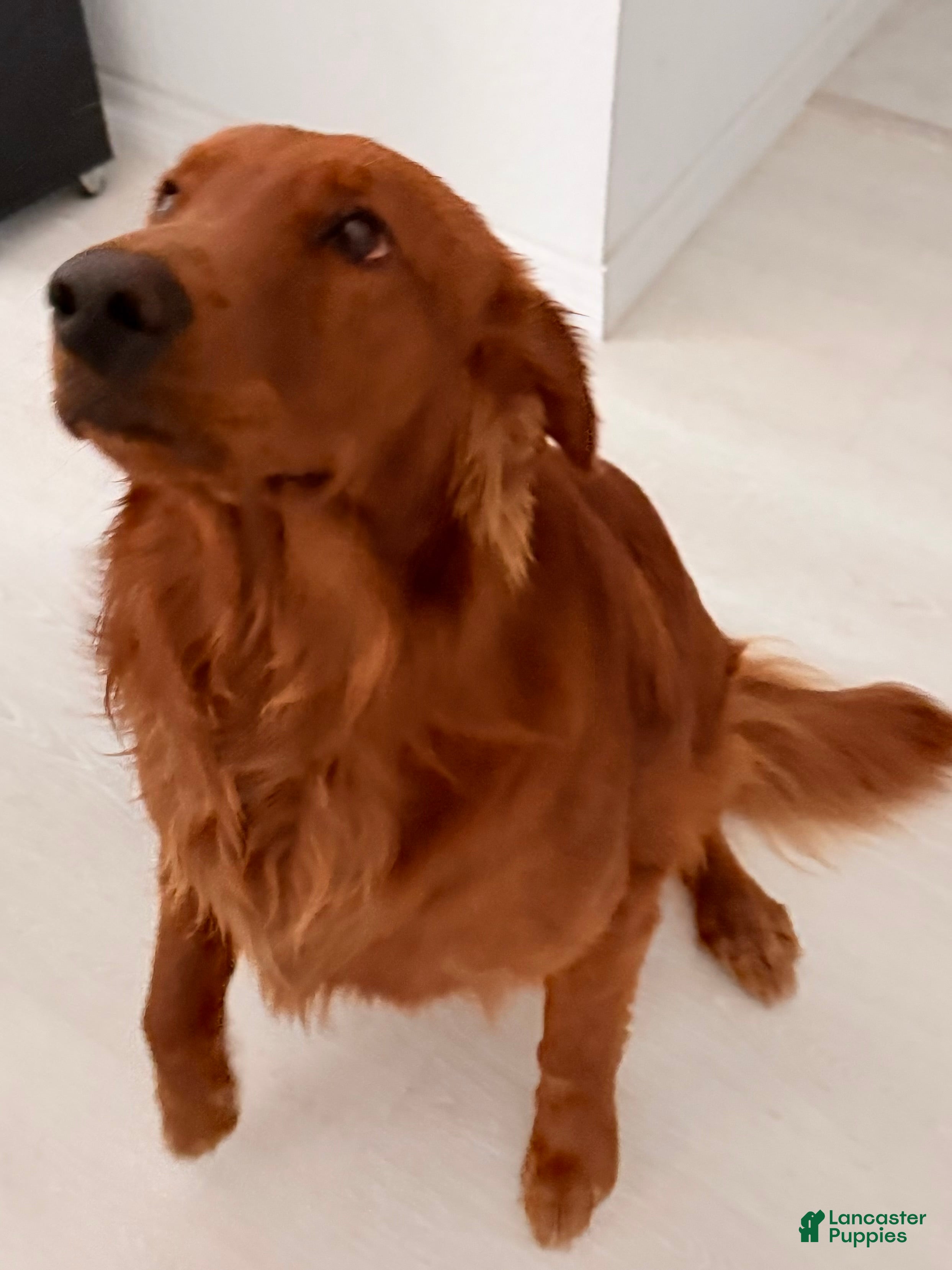 Max