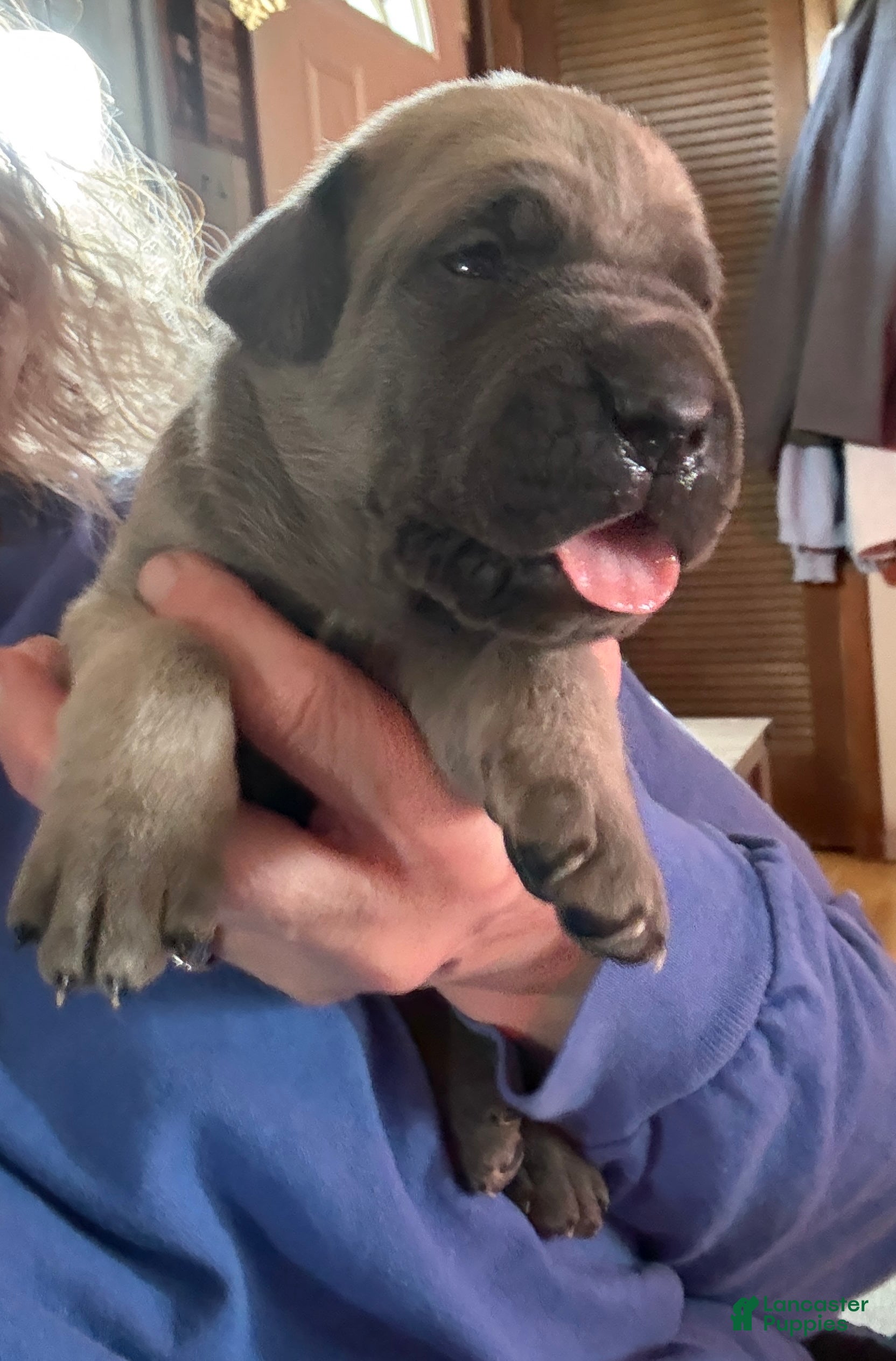 Cane Corso dogs Gray - Ad 16