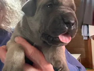 Cane Corso dogs Gray - Ad 16