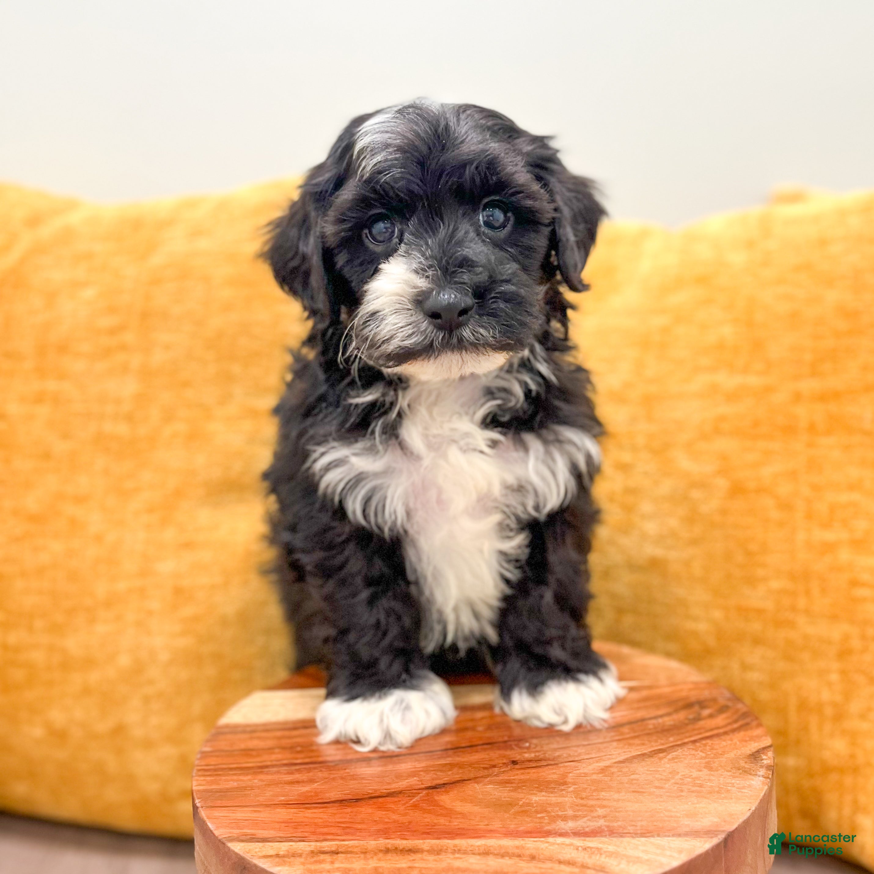 Yorkiepoo dogs Bear - Ad 2