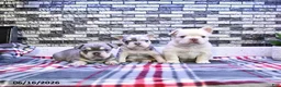 French Bulldog dogs for sale: Penelope - Ad 5