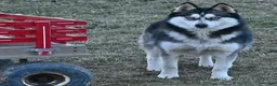 Pomsky dogs for sale: Silver Star  - Ad 5