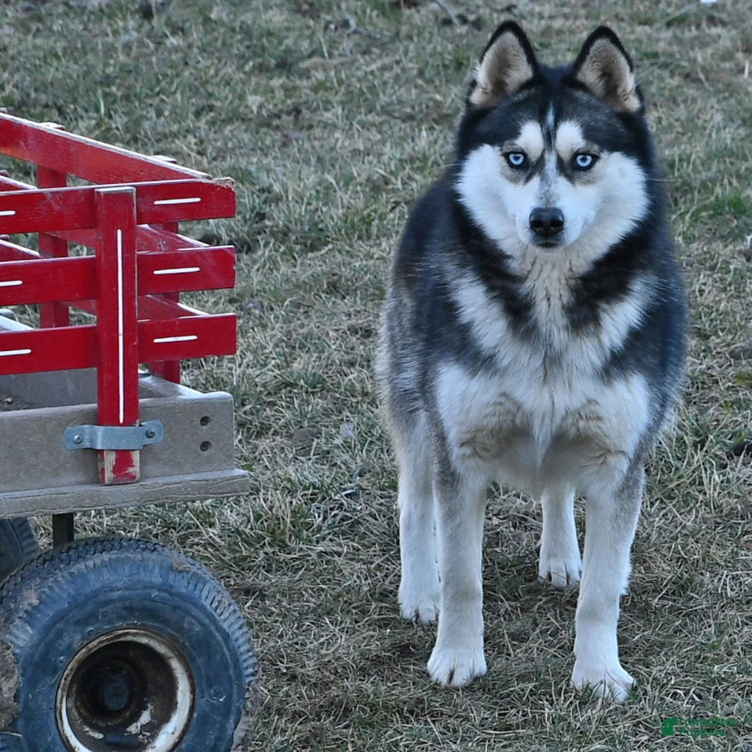 Pomsky dogs for sale: Silver Star  - Ad 5