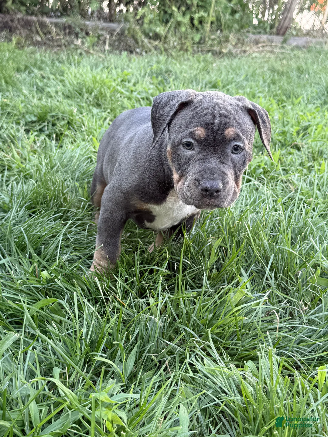 American Bully dogs for sale: BB - Ad 2