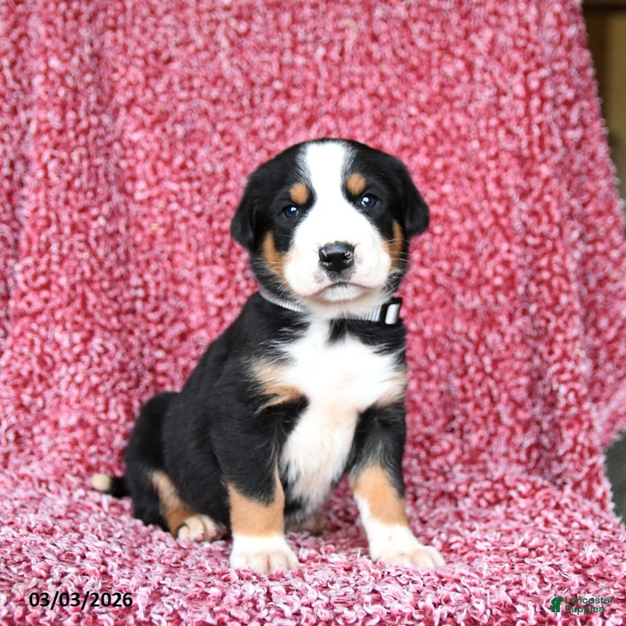 Greater Swiss Mountain Dog dogs Jack  - Ad 2