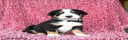 Greater Swiss Mountain Dog dogs for sale: Jack  - Ad 2