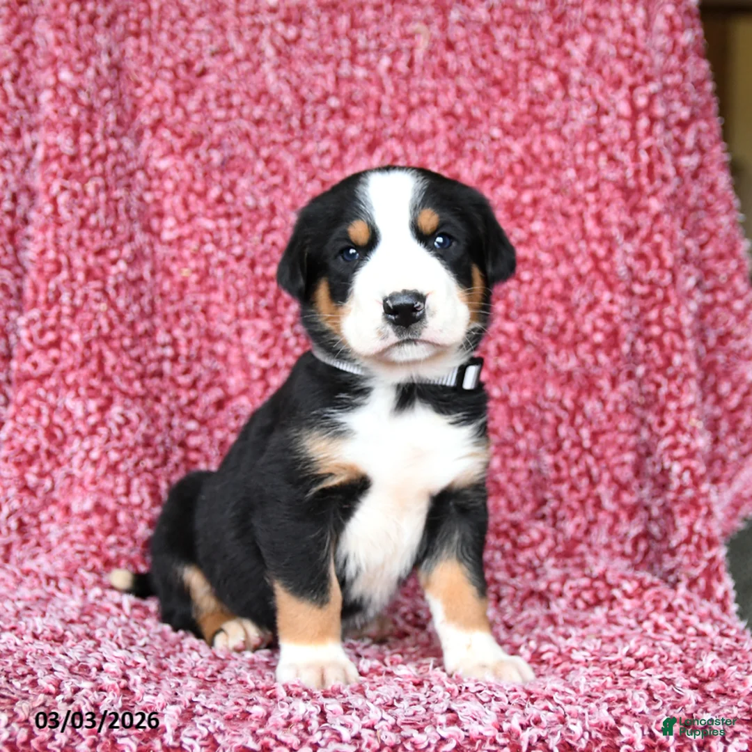 Greater Swiss Mountain Dog dogs for sale: Jack  - Ad 2