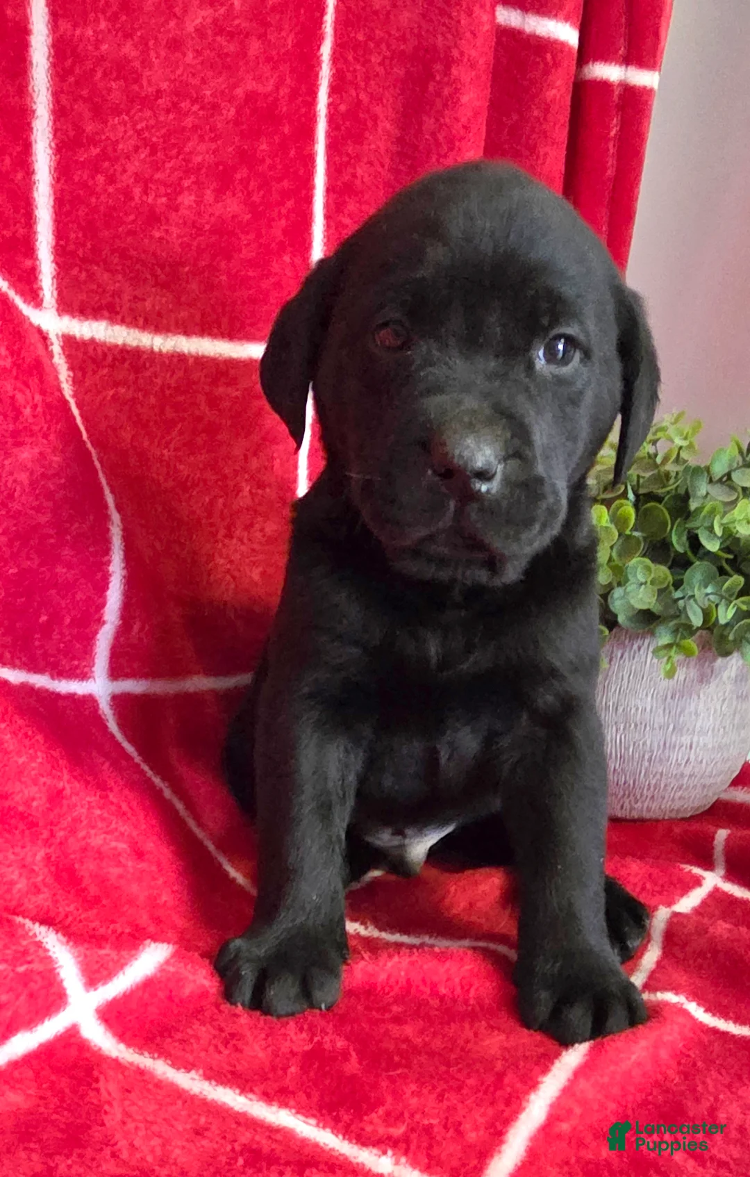 Labrador Retriever dogs for sale: Gunner - Ad 2
